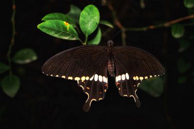 Close-up of butterfly on leaf