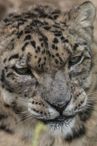 Close-up of leopard