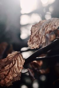 Close-up of dried autumn leaves