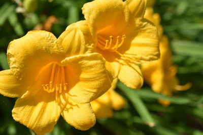 Close-up of yellow flowering plant