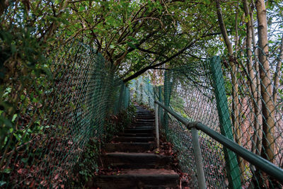 Staircase amidst trees in forest