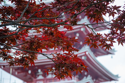 Red maple leaves with blur of sensoji temple pagoda in background.