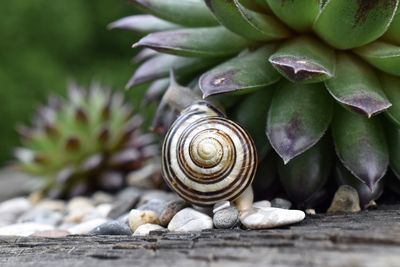 Close-up of snail on leaf