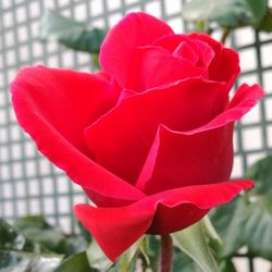 Close-up of red tulip blooming outdoors