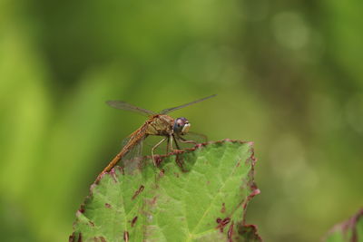 Close-up of insect on leaf