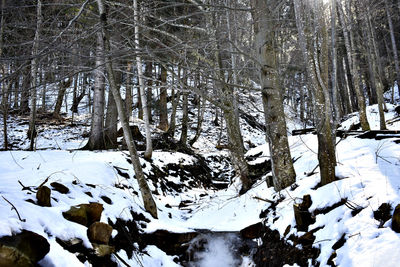 Snow covered trees in forest against sky