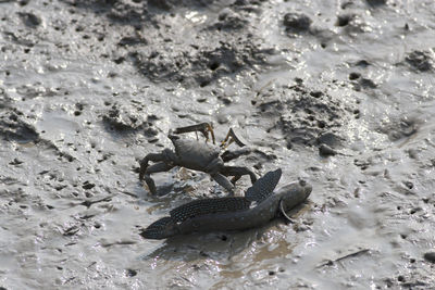 High angle view of fish in sea