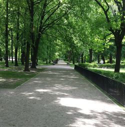 Trees in park