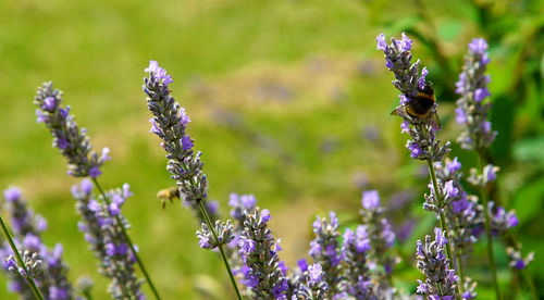 Bumble bee on the lavender flower