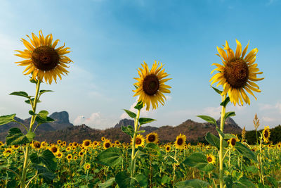 Close-up of sunflower on field against sky