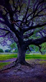 Tree on field against sky