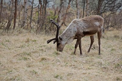 Deer standing on field in forest