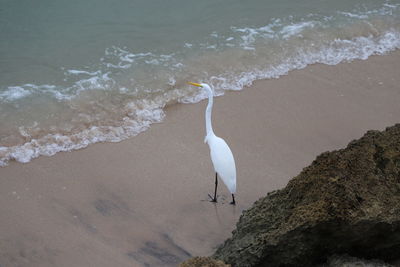 Great egret standing on the shoreline