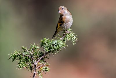 Bird perching on a tree