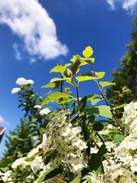 Low angle view of flower tree against sky