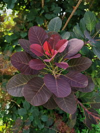 High angle view of pink leaves on plant