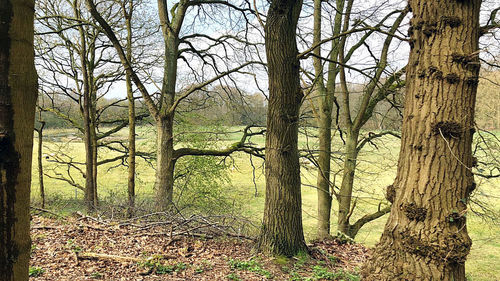 View of trees in forest