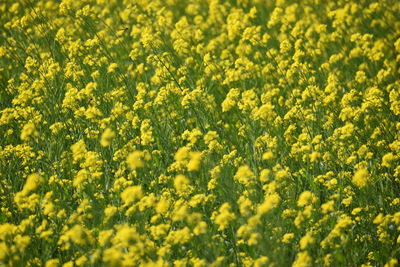 Full frame shot of fresh yellow flower field