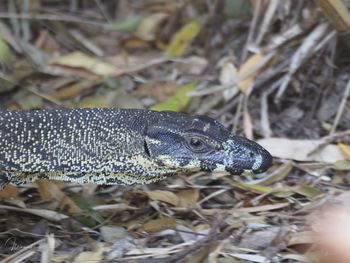 Curious lace monitor, goanna, high angle view of lizard on land