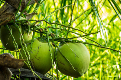 Close-up of fruits hanging on tree