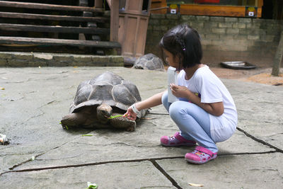Girl feeding tortoise on footpath