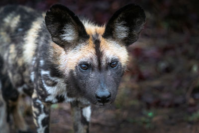 Close-up portrait of african wild dog 