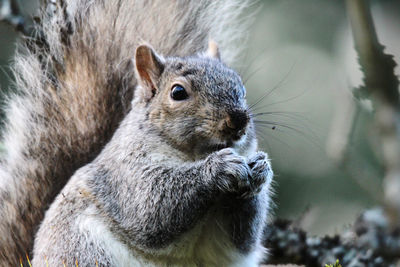 Close-up of squirrel