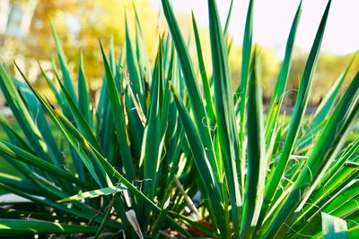 Close-up of fresh green grass in field