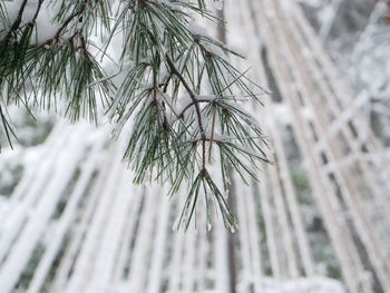 Close-up of snow-covered pine tree