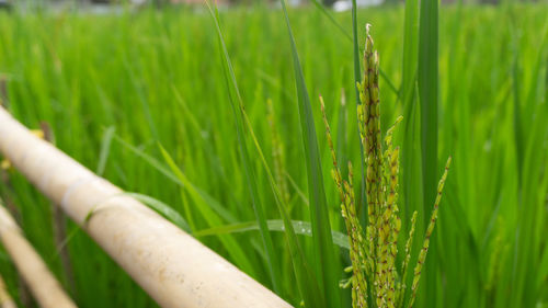 Close-up of crops growing on field