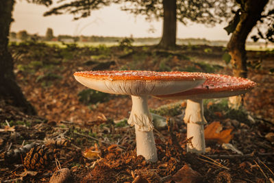 Close-up of mushroom on field