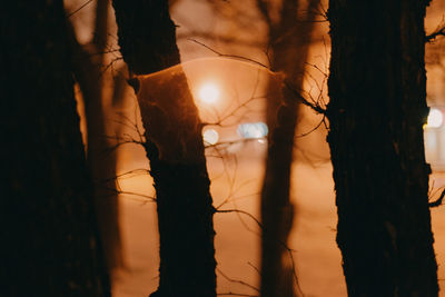 Close-up of illuminated tree trunk at night