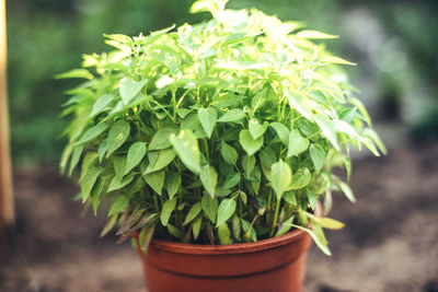 Close-up of potted plant