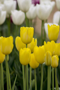 Close-up of yellow flowers blooming outdoors