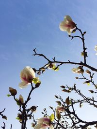 Low angle view of pink flowers blooming against sky