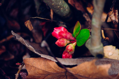 Close-up of flower buds growing outdoors