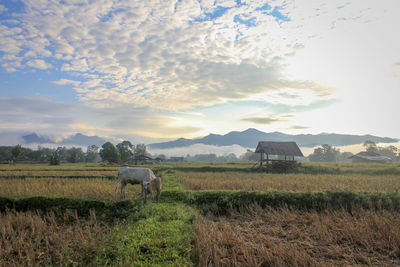 Horse grazing in field