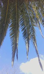 Low angle view of palm tree against blue sky