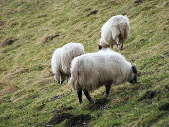 Sheep grazing on field