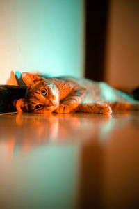 Cat lying on floor at home