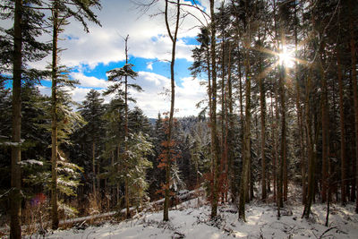 Trees in forest during winter