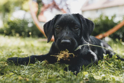 Portrait of black dog sitting on field