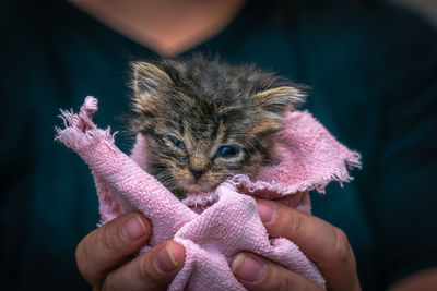 Midsection of woman holding kitten