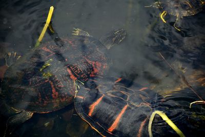 Florida red-bellied cooters or florida red belly turtles in water