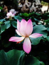 Close-up of lotus water lily in lake