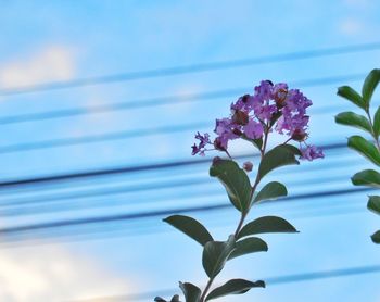 Close-up of plant against sky