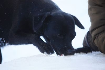 Black dog in snow