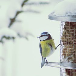 Close-up of bird perching on railing