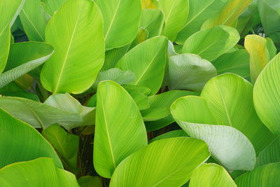 Full frame shot of plants