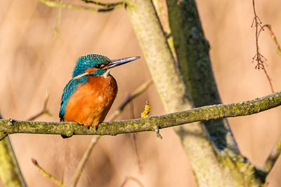 Close-up of bird perching on branch